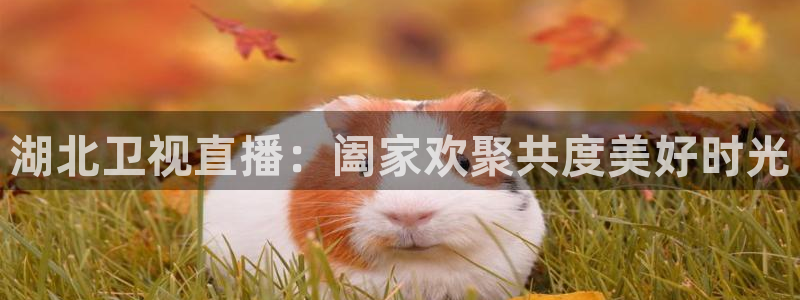 松鼠宝贝体育：湖北卫视直播：阖家欢聚共度美好时光